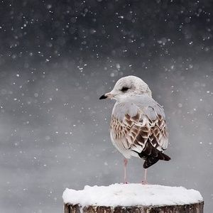 Meet your Posher, Sardar aminullah